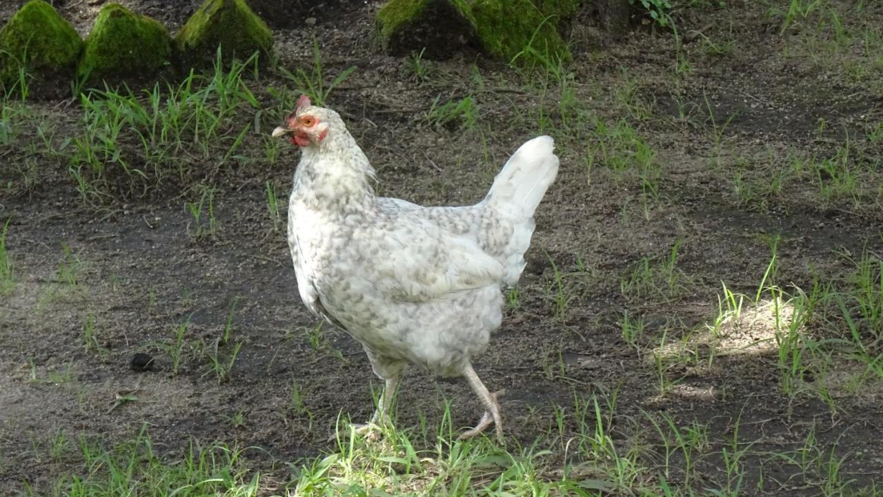 Kivu Beach Garden Гісеньї Екстер'єр фото