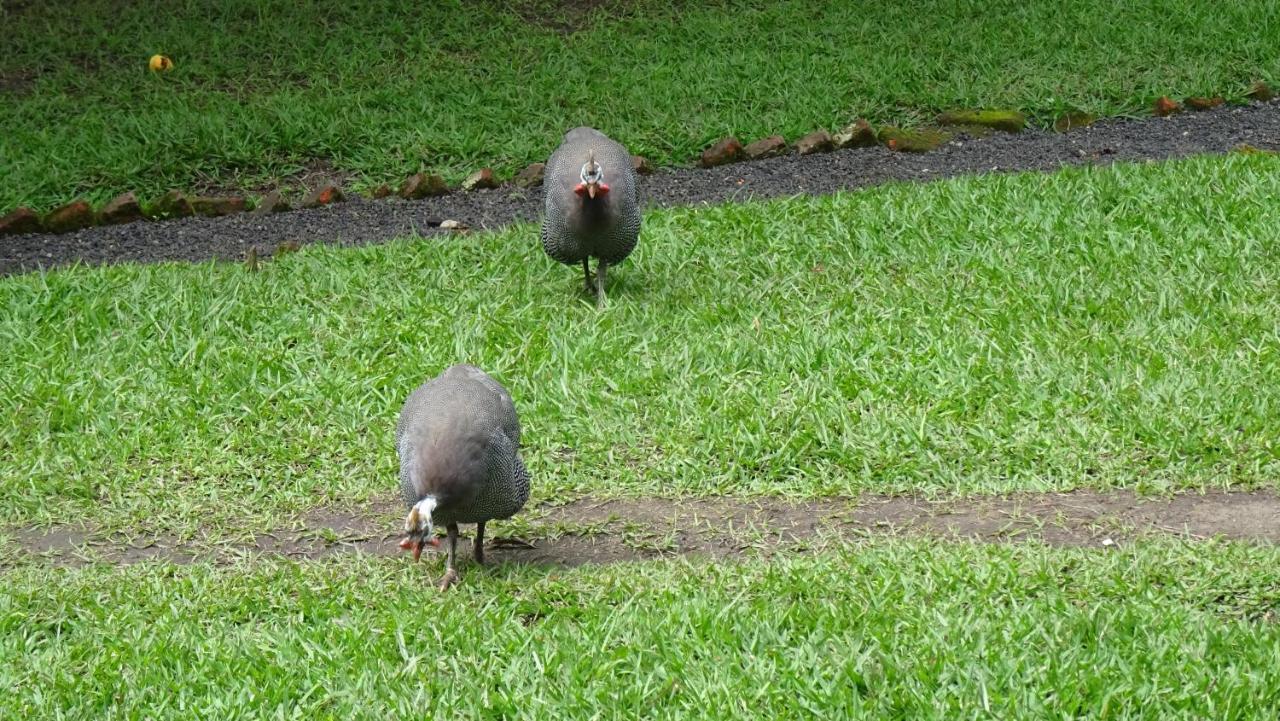 Kivu Beach Garden Гісеньї Екстер'єр фото