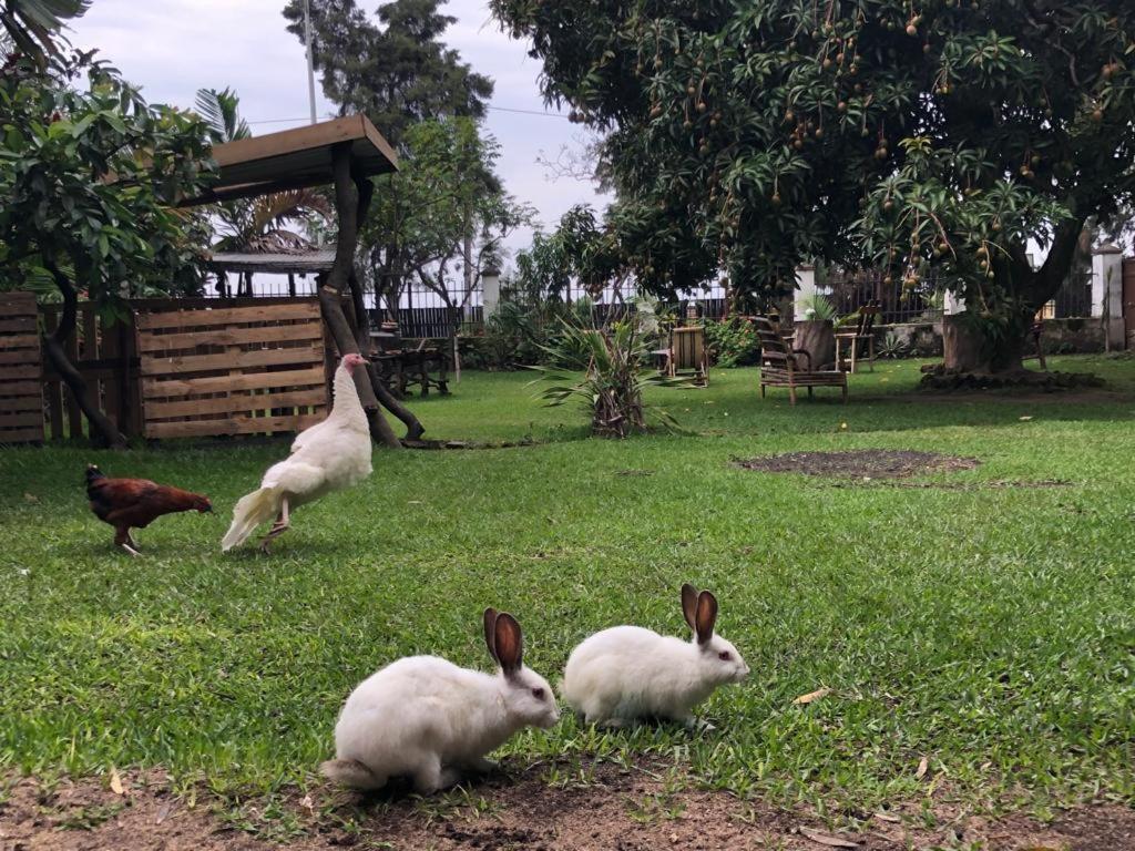 Kivu Beach Garden Гісеньї Екстер'єр фото